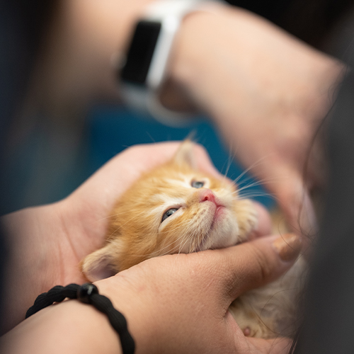 Holding Small Kitten