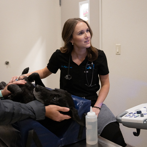 Ultrasound On Black Dog