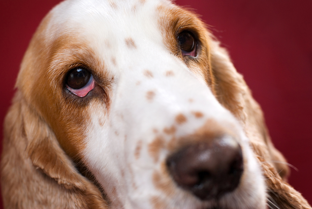 red eyes in dogs in Shreveport, LA