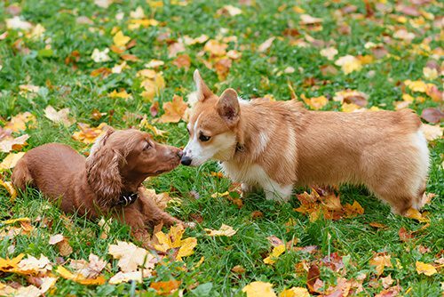 Two dogs meeting