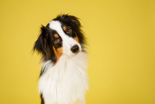 dog-against-yellow-background-with-head-tilted