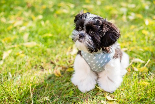 black-and-whit-shih-tzu-dog-sitting-in-grass-with-blue-and-white-harness-on