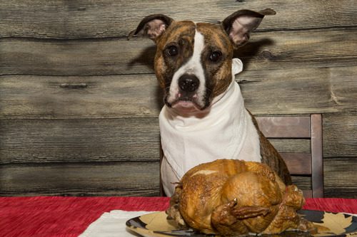 dog-sitting-at-table-in-front-of-turkey