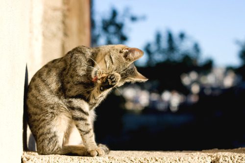 brown-tabby-cat-grooming-herself-outside