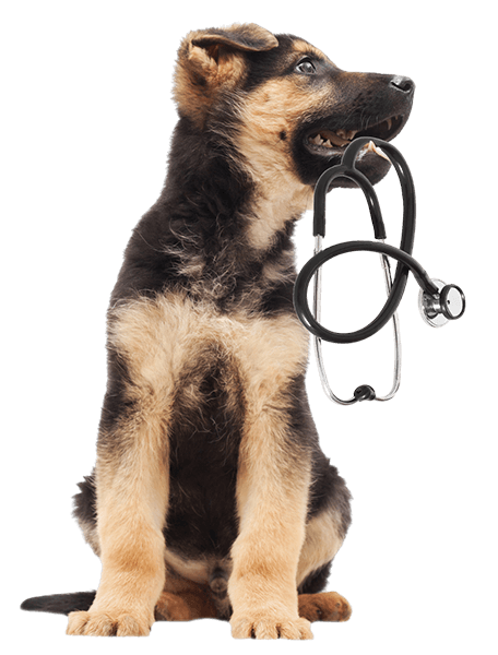 puppy holding a stethescope