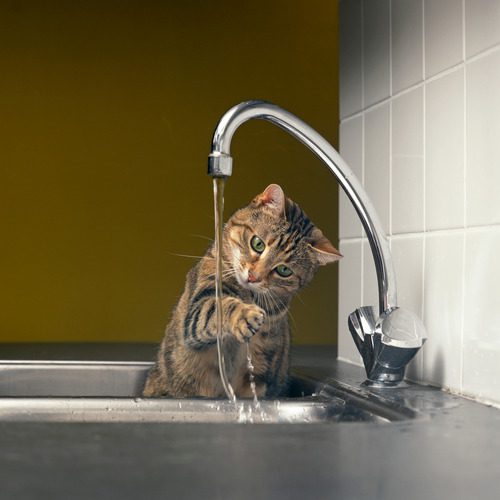 tabby cat playing in the water from the faucet in the kitchen sink