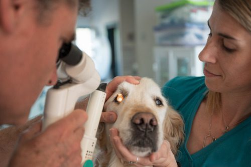 veterinarians examining a golden retriever's eye with ophthalmoscope at clinic