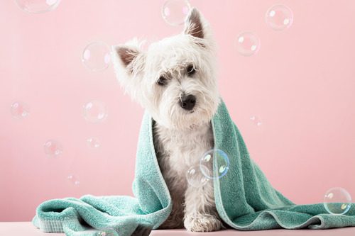 West Highland White Terrier dog with a green towel over his back surrounded by bubbles after a bath