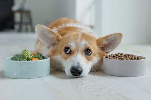 corgi dog laying on the floor with its head between a bowl of vegetables and a bowl of kibble