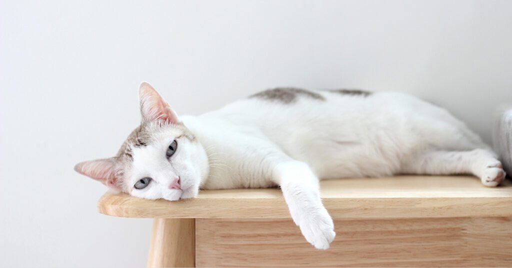 lethargic cat laying on a desk at home