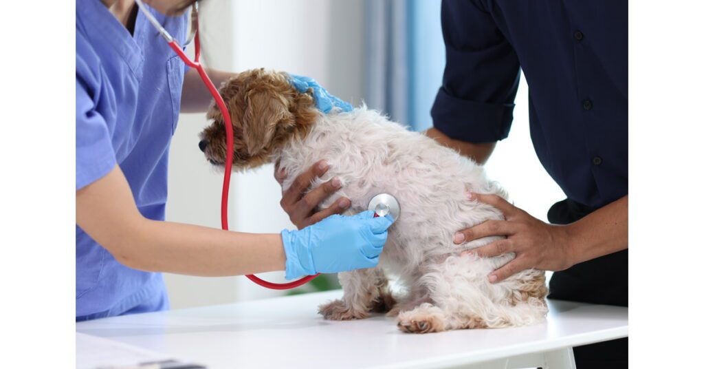 vet listening to small dog's lungs as owner holds him at the clinic