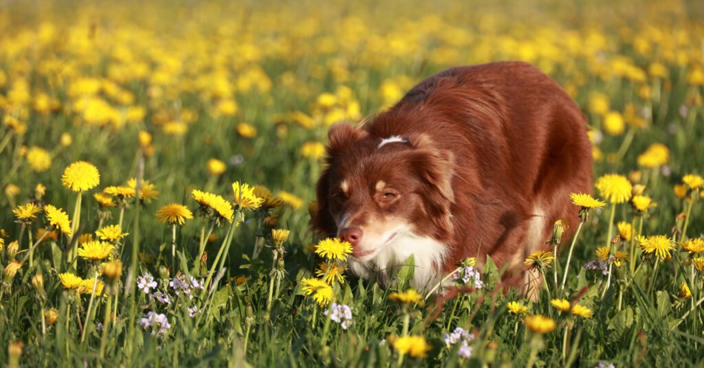 dog sniffing through a field of flowers