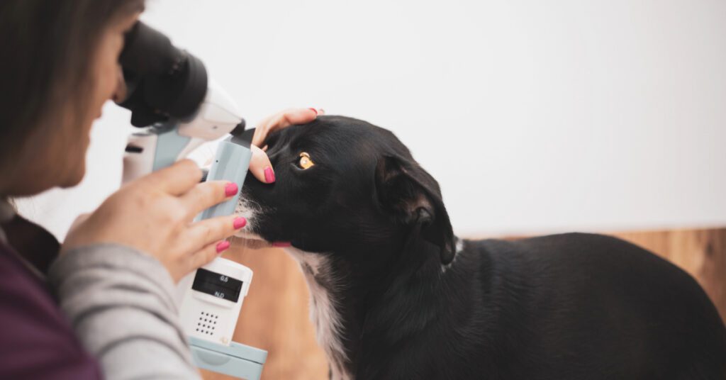 vet examining dog's eyes at clinic